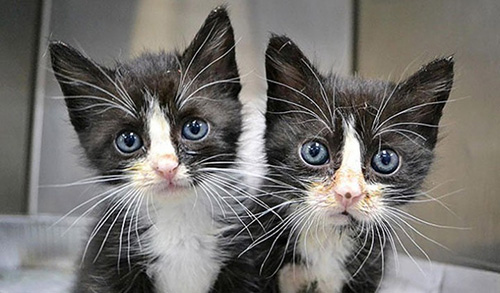chatons-noir-blanc-jumeaux.jpg